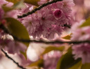 20250414 dsc00583