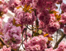 20250414 dsc00588