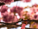 20250414 dsc00589